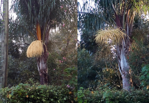 [Two photos spliced together. On the left is a front view of the cream-colored blooming strands as seen above the hedges. On the right is the same branch eight days later and each strand is now thin and light green as if it is the start of new palm leaves. ]